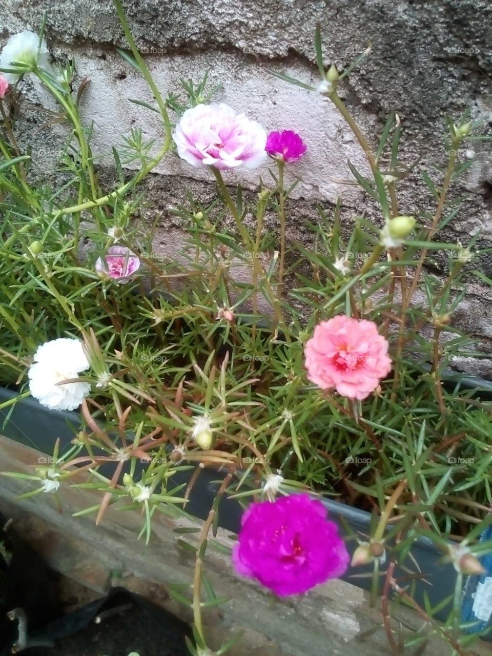 Nice Flowers 