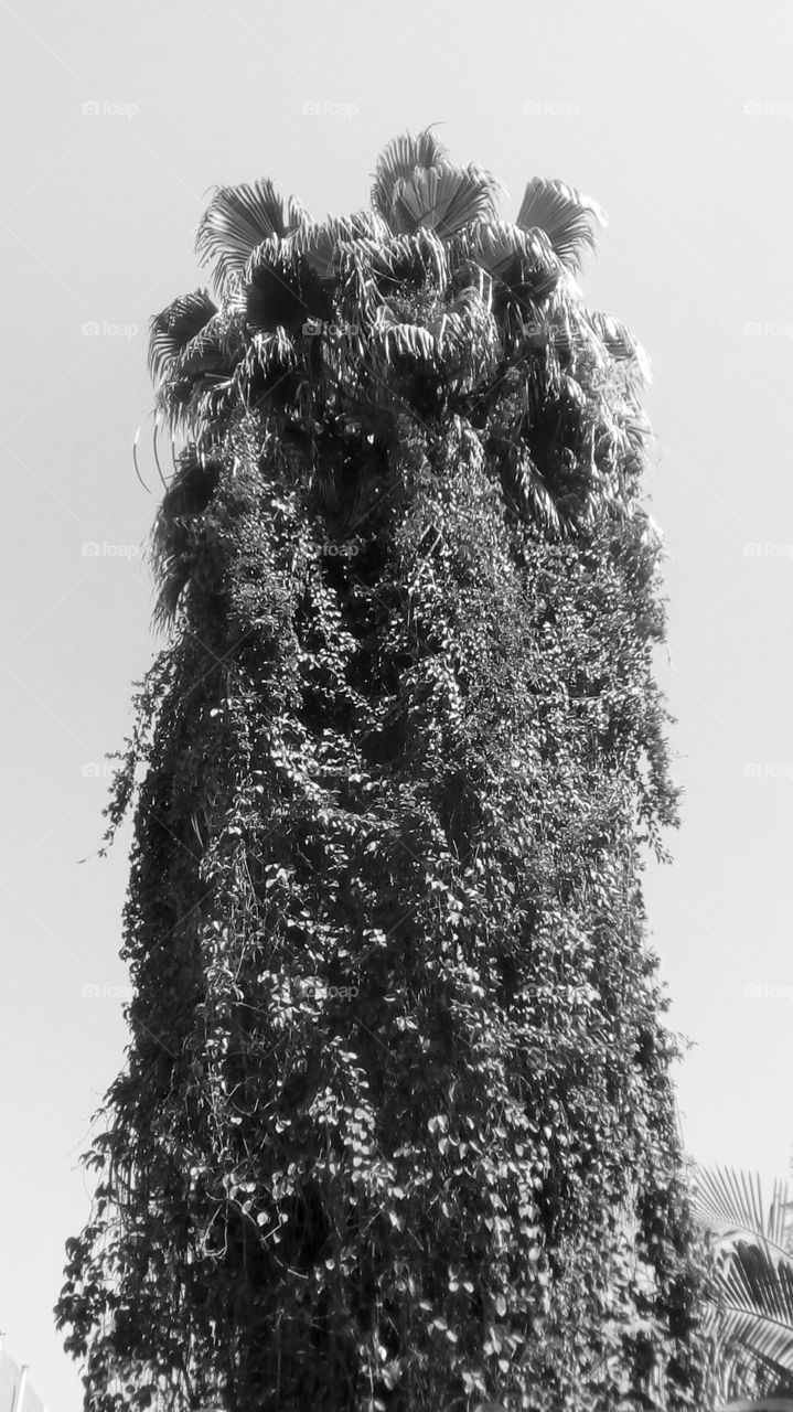 Tallest interesting tropical tree up to sky