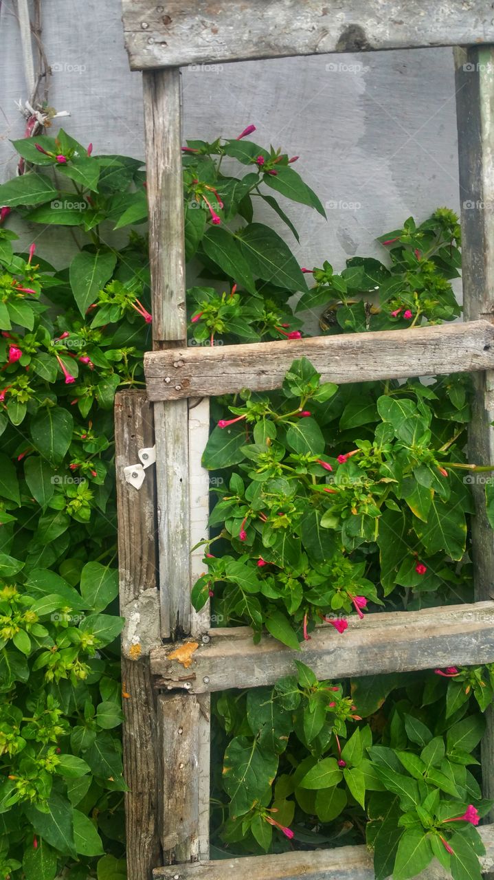 Four o'clock and Ladder