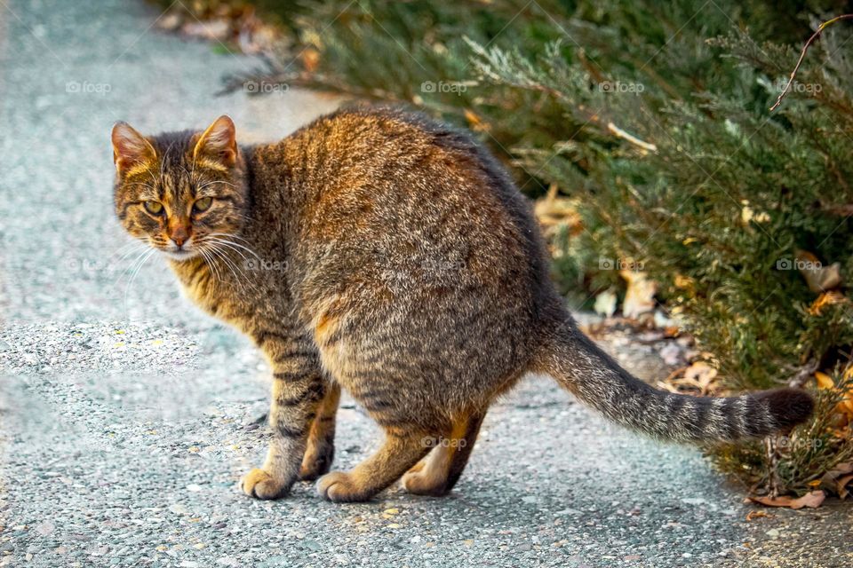 Animal portrait - a cat