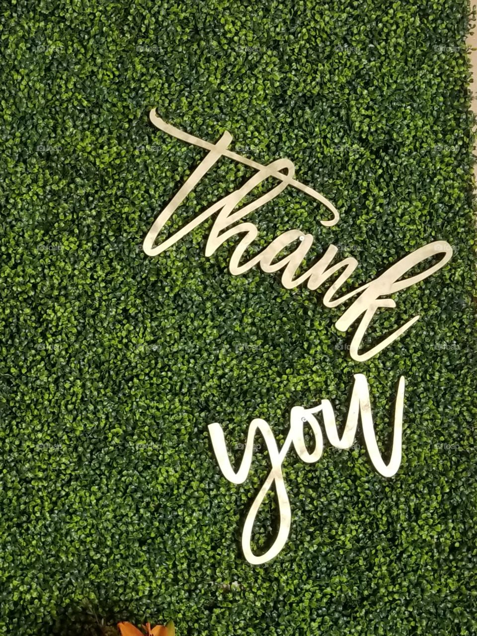 gold thank you sign on lush hedge