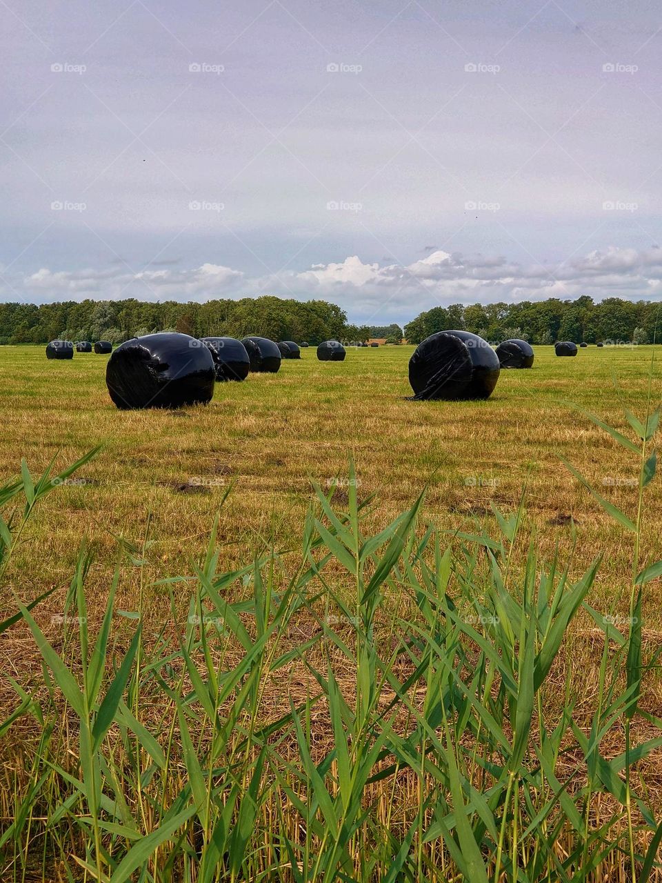 Farmland mowed