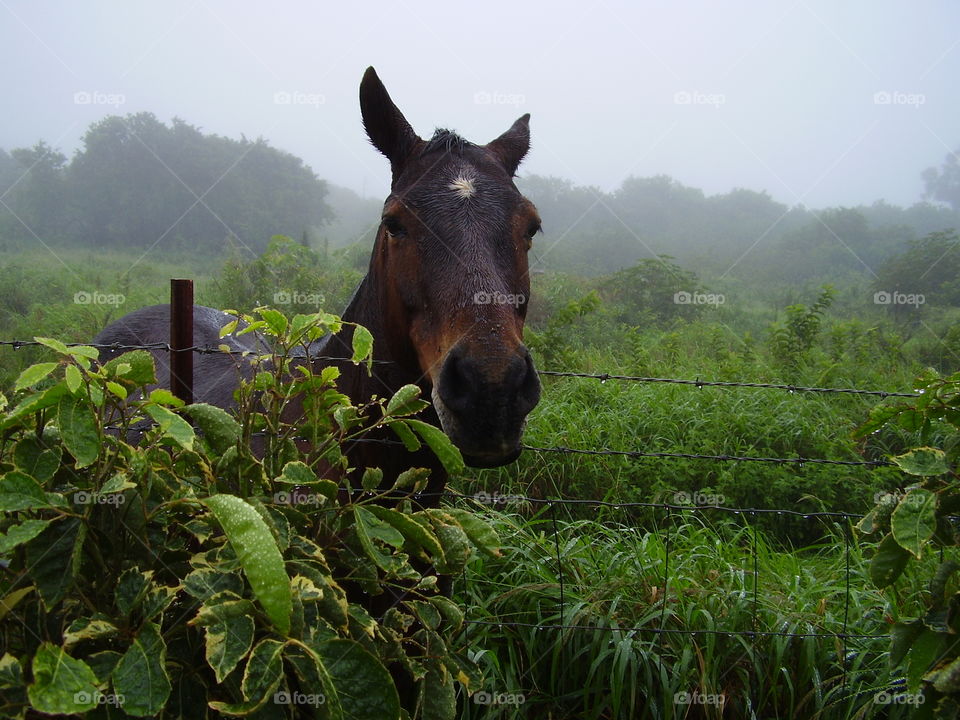 Horse Friend in Maui Hawaii