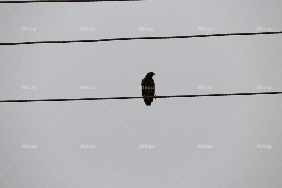 Bird, Wildlife, Sky, No Person, Wire