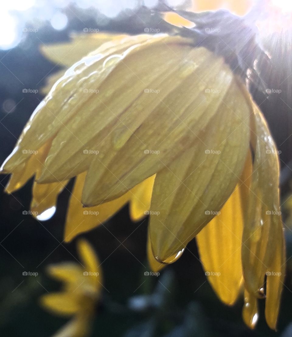 colour yellow  - sunlit topinambur  flower after rain