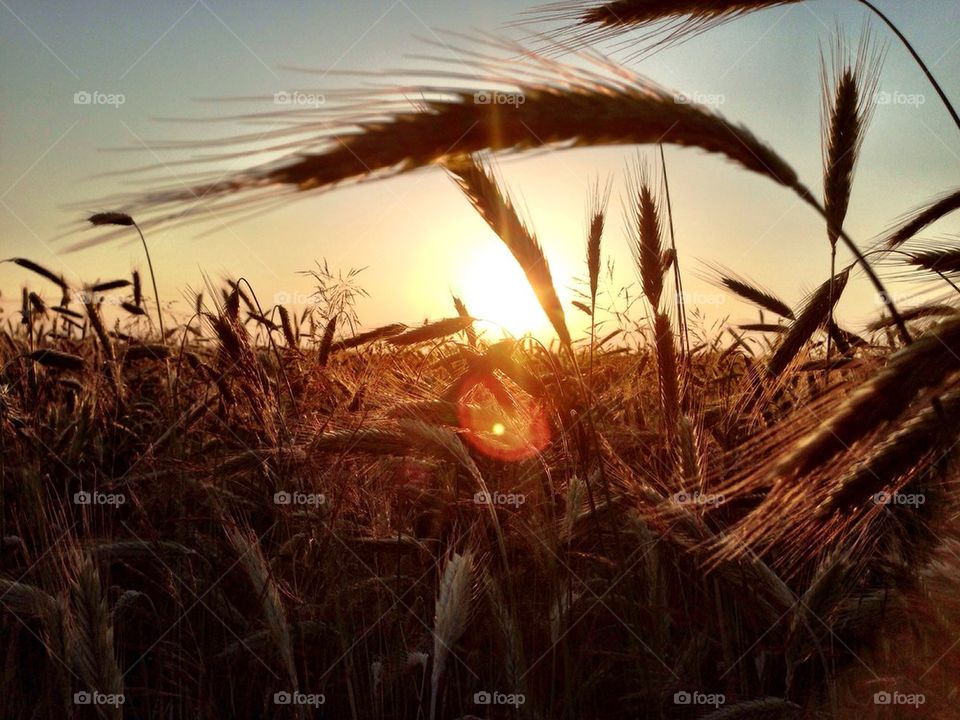 Evening breeze among the wheat