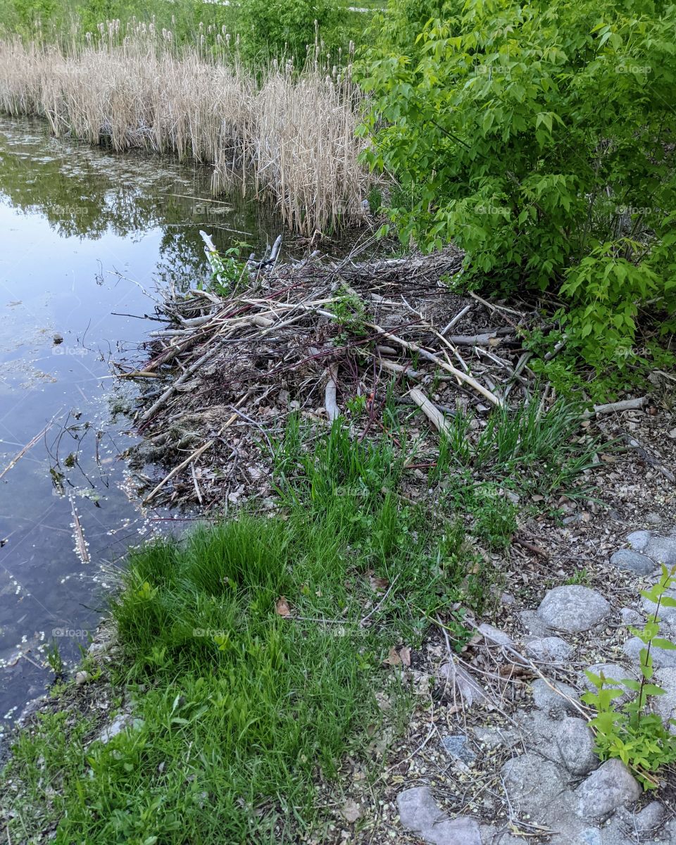 Beaver dam on the pond