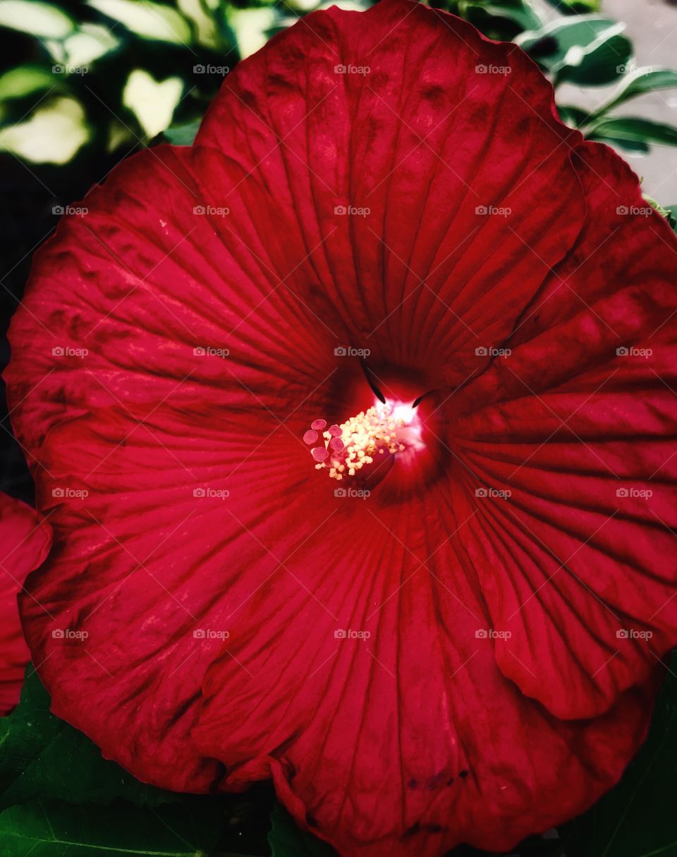 Hibiscus Luna Red—taken in Ludington, Michigan 