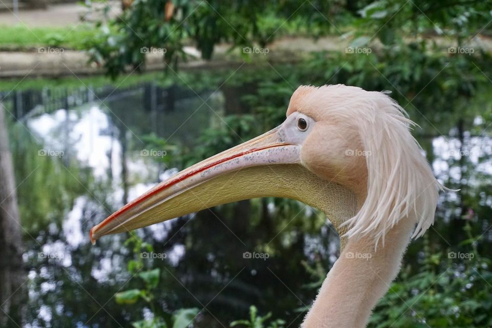 Bad Hair Day bird 😂