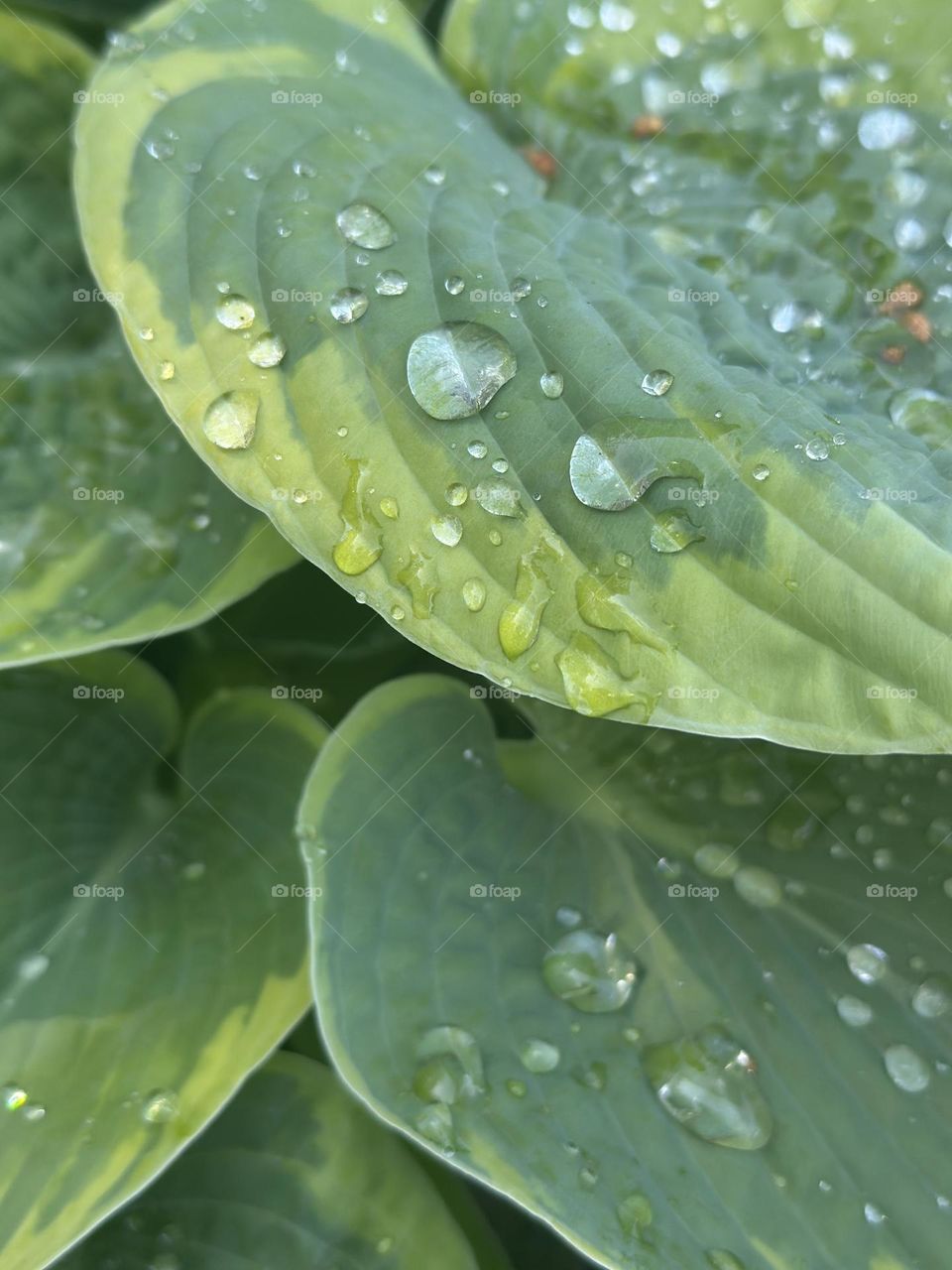 Morning dew on a green hosta leaves 