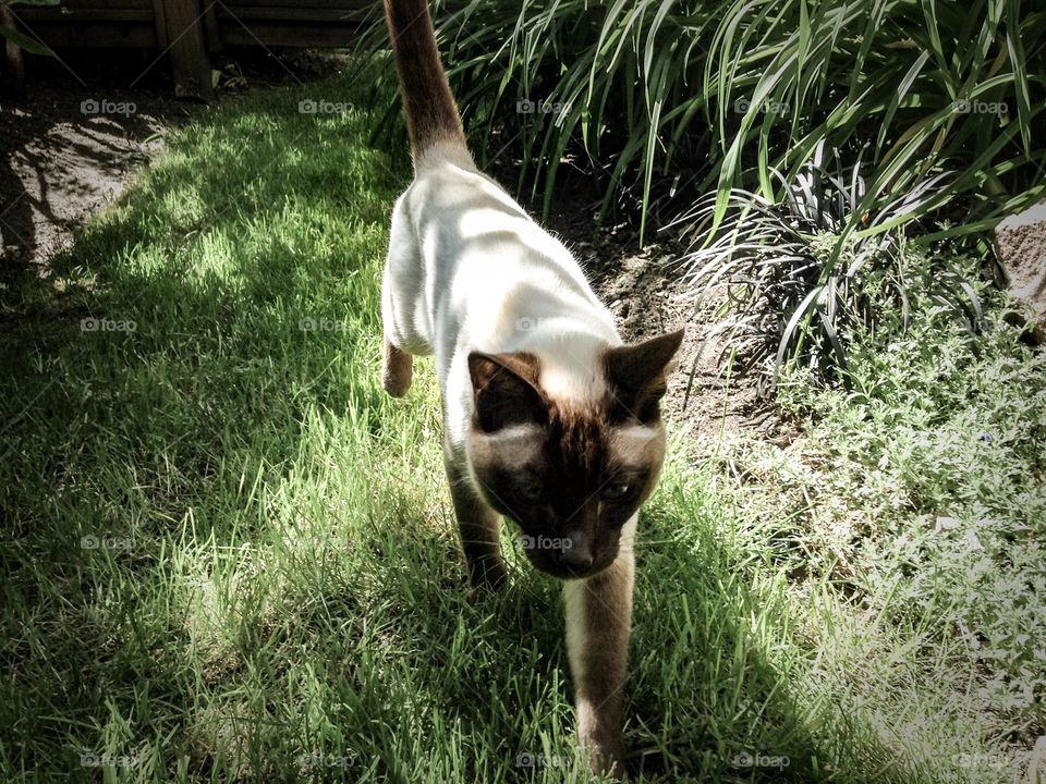 Siamese cat prowling in the garden