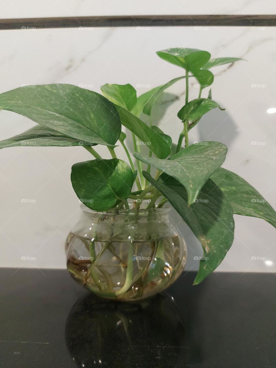 plant in a pot of water