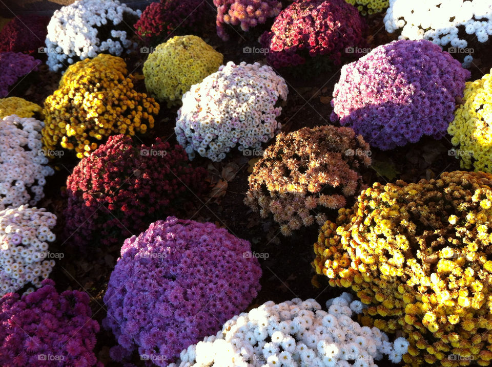 flowers colors by pixelakias