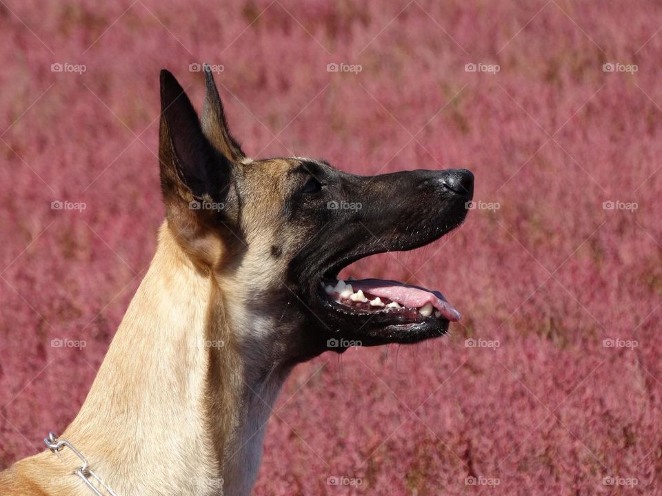 Belgian shepherd malinois Viki