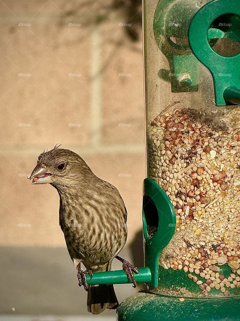 House Finch With Birdseed In The Beak
