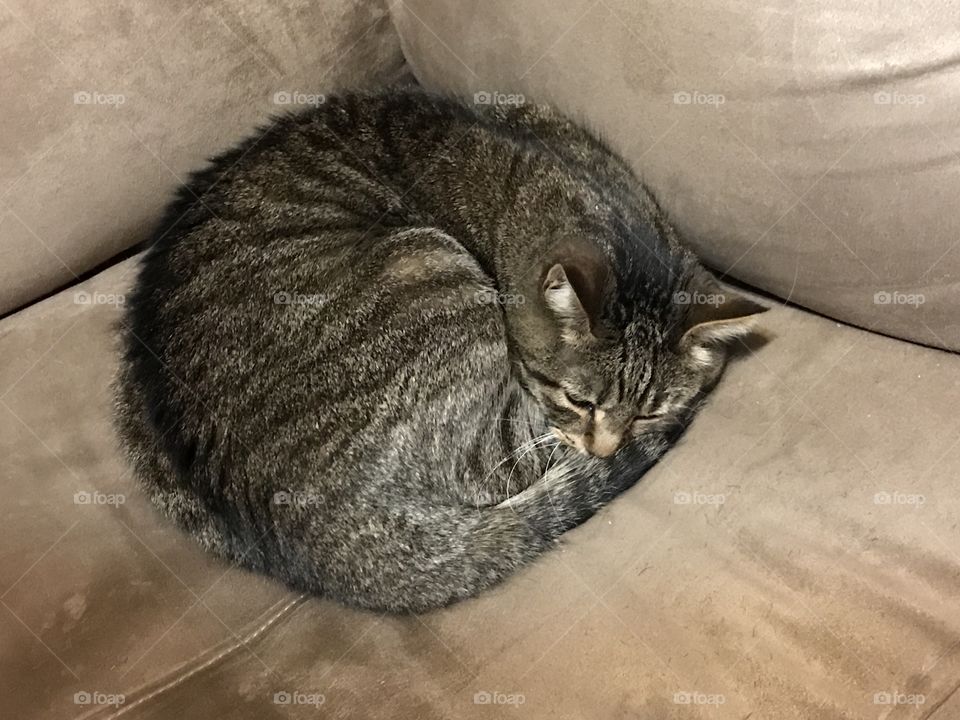 Curled up Cat