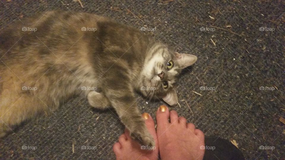kitty feet face