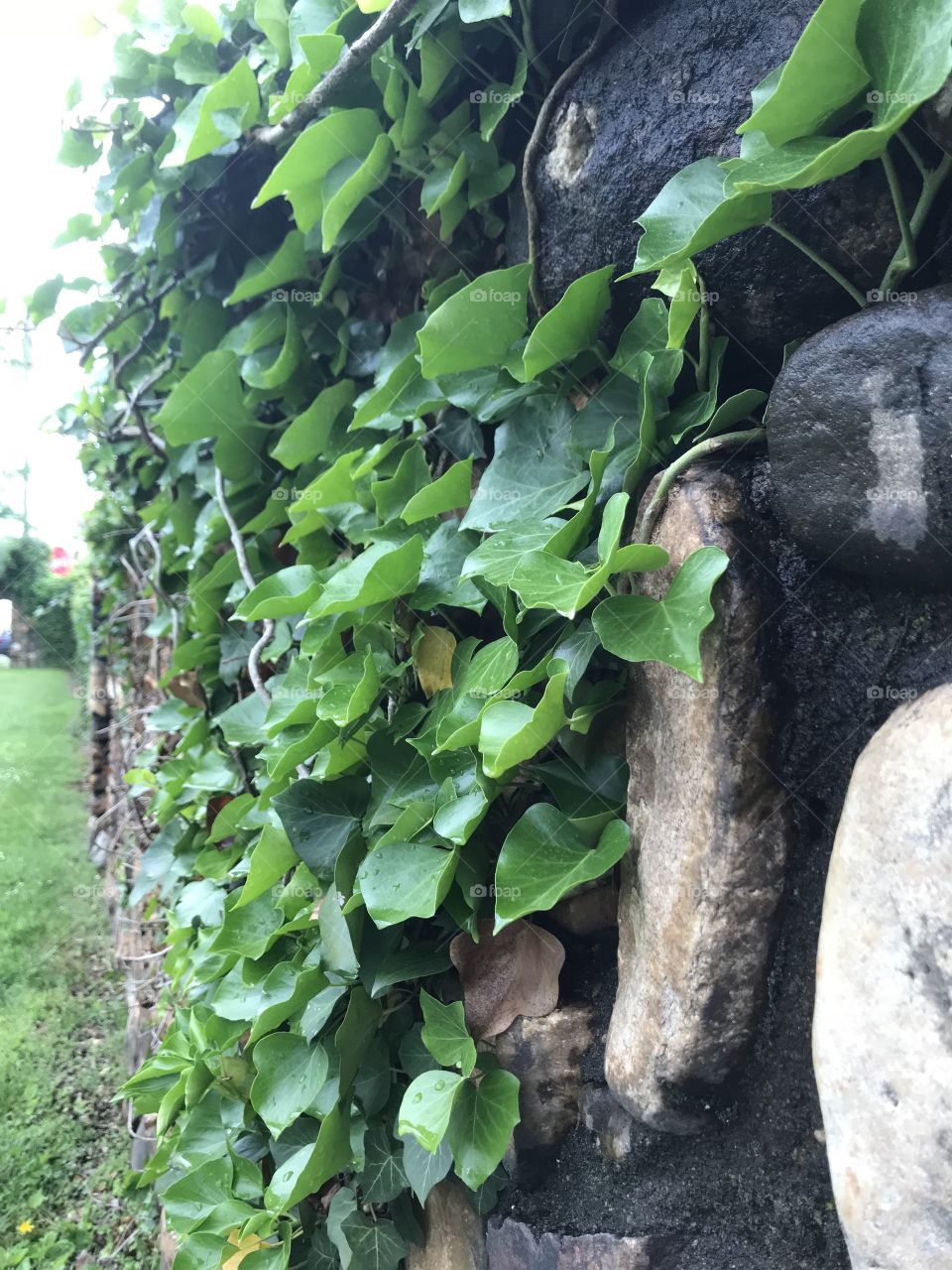 English ivy growing on a stone wall in Brevard, NC