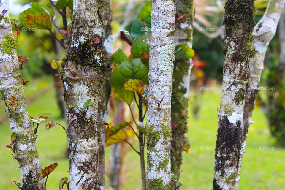 Densely planted young birch trees covered with leaves, moss, and lichen