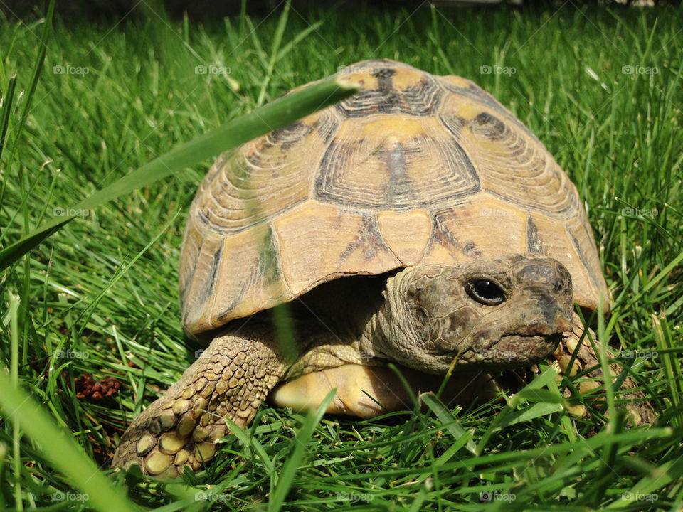 green grass animal tortoise by TheShaman