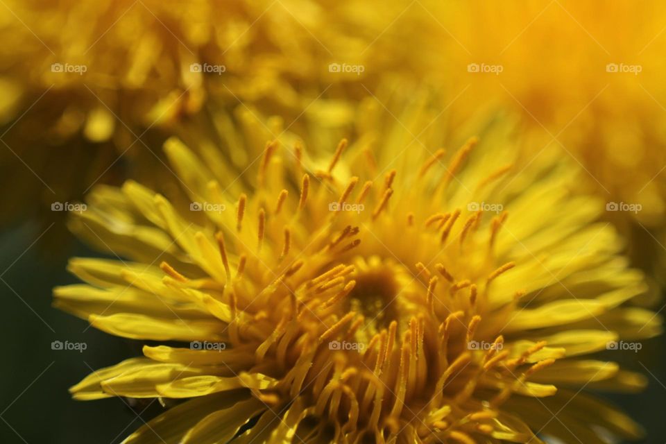 одуванчики