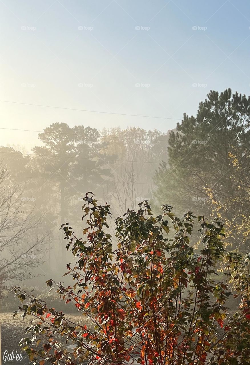 Early morning fog