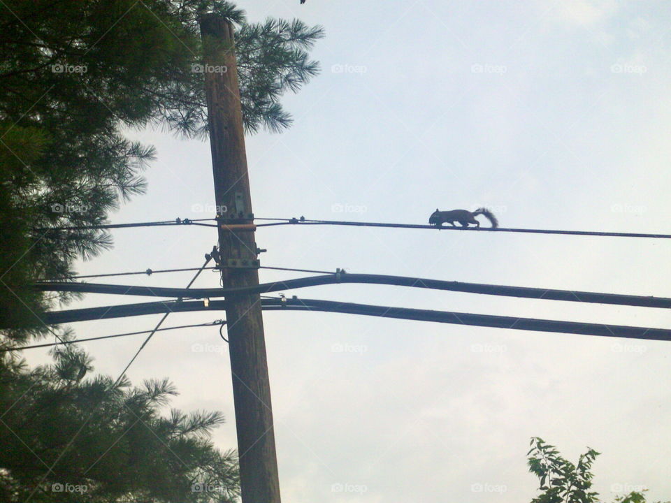 Tightrope squirrel