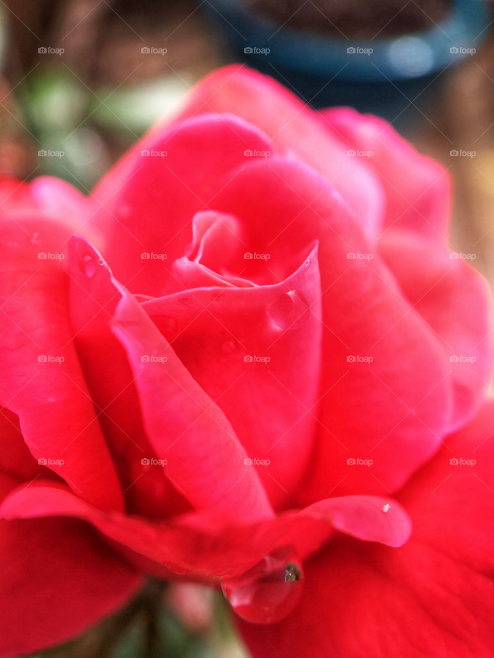 Pink knockout rose just starting to bloom. Macro close up photo. 