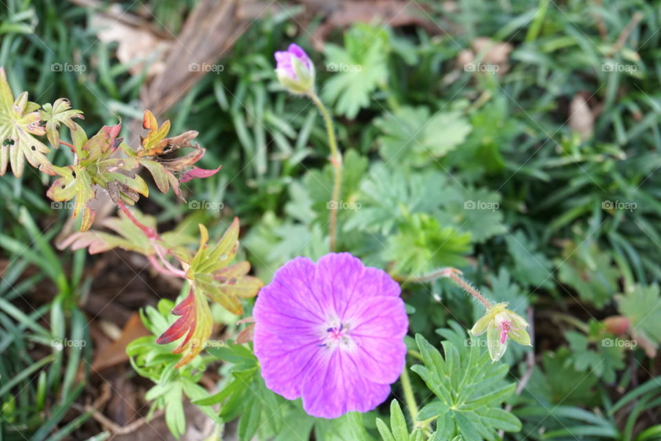 Blood-red Geranium 
spring 
California  flowers