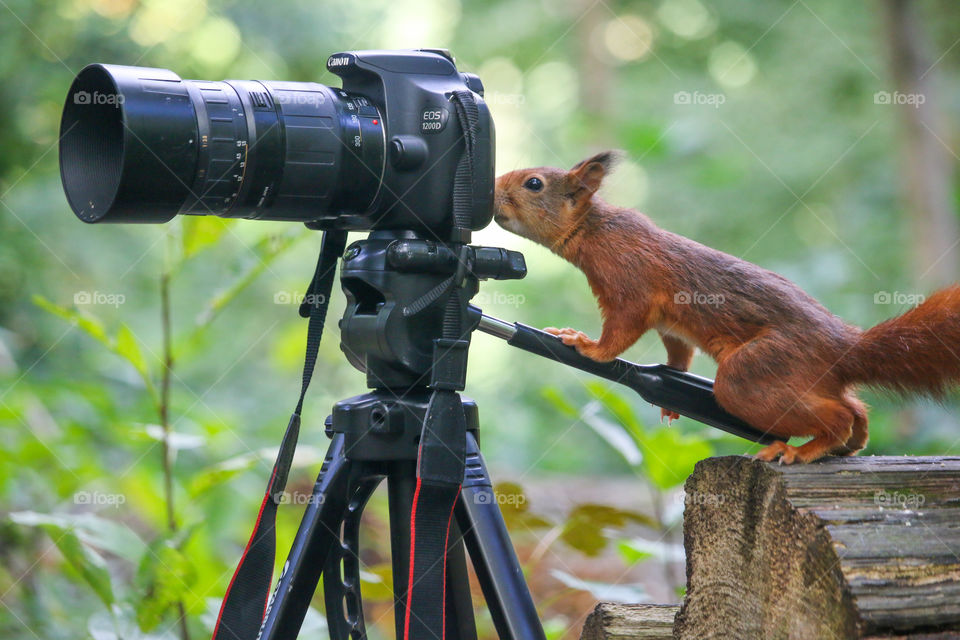 Red squirrel trying to use a camera