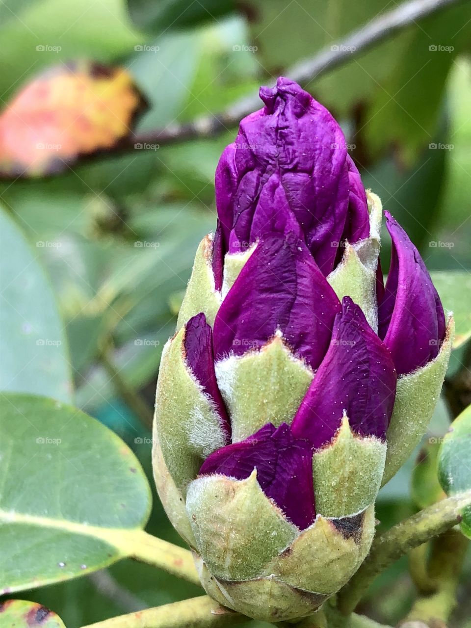 This lovely budding beauty looks like a pious otherworldly visitor to our planet- 