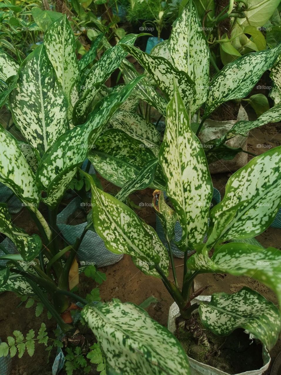 green leaves shurb small size looks very beautiful generally found everywhere seasonal