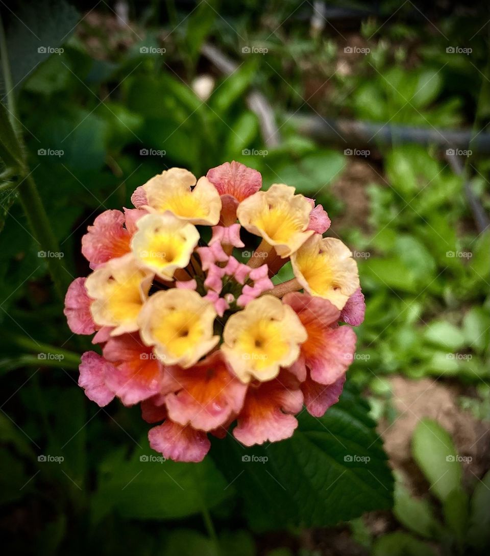 🌹 🇺🇸 Very beautiful flowers to brighten our day.  Live nature and its beauty. Did you like the delicate petals? / 🇧🇷 Flores muito bonitas para alegrar nosso dia. Viva a natureza e sua beleza. Gostaram das pétalas delicadas? 