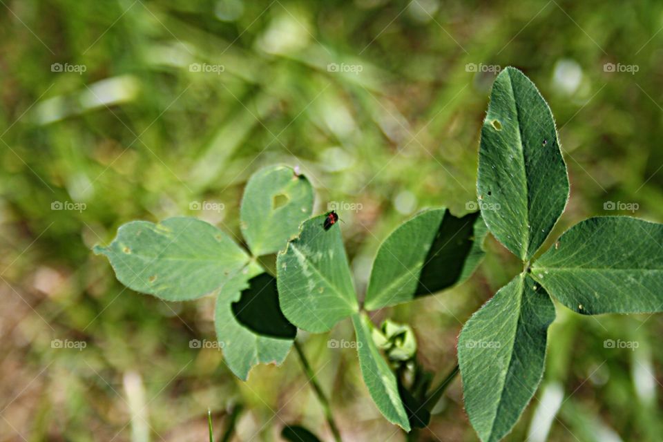 Beetle on plants