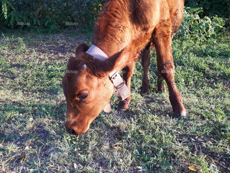 Small calf eating grass