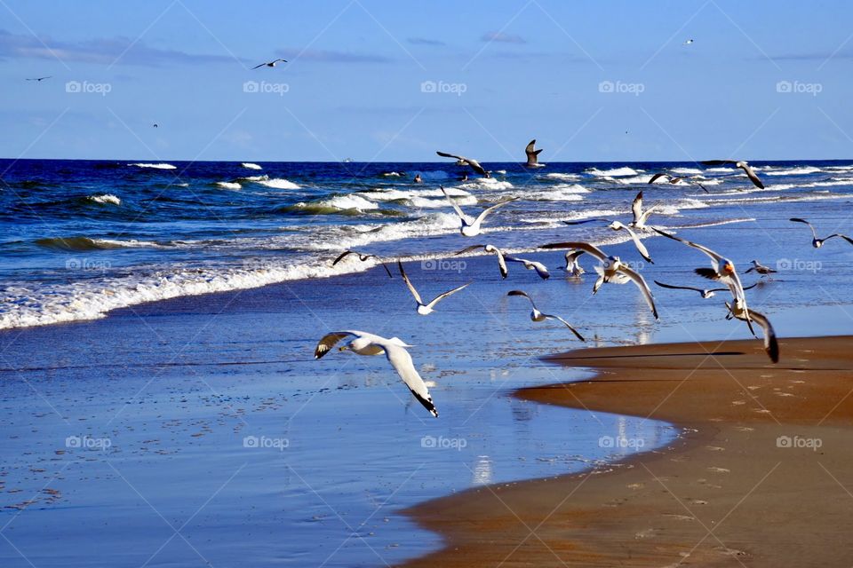 Flight Over the Surf