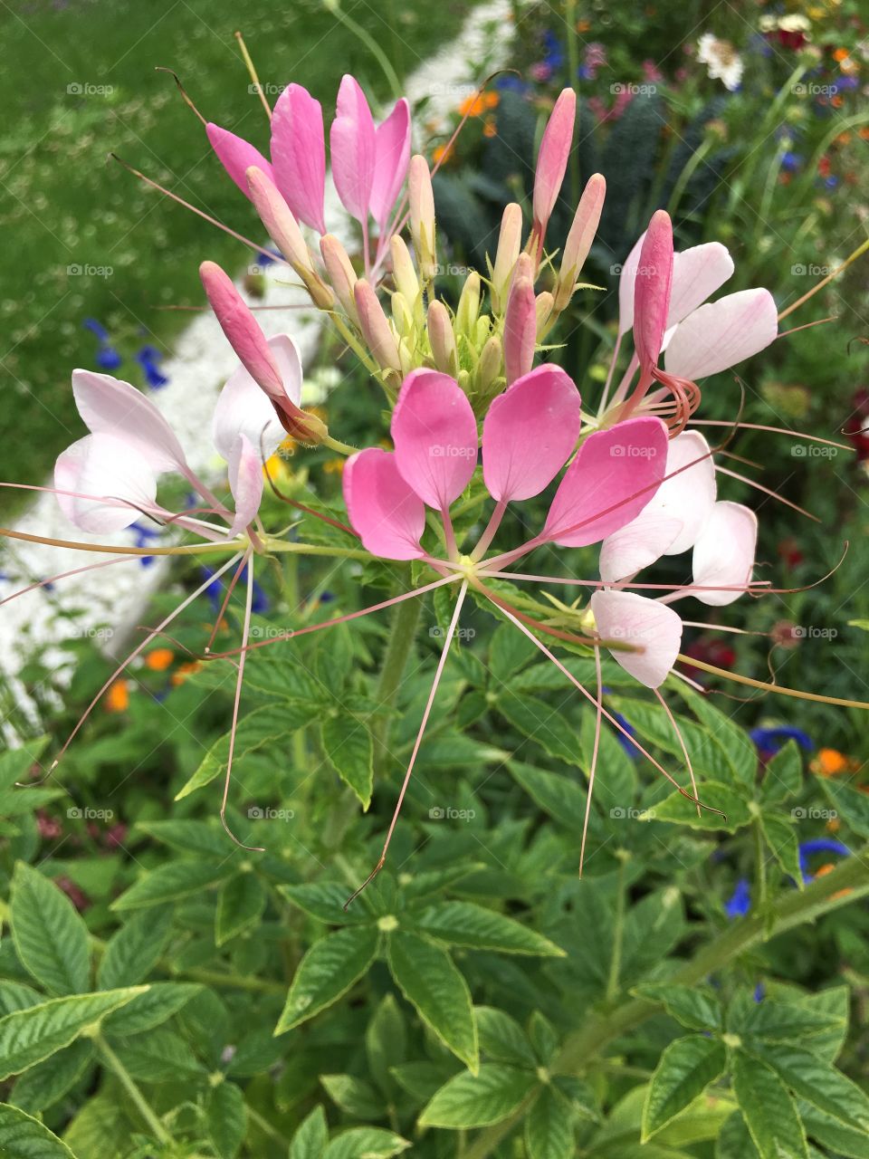 Pink and white blossoms 