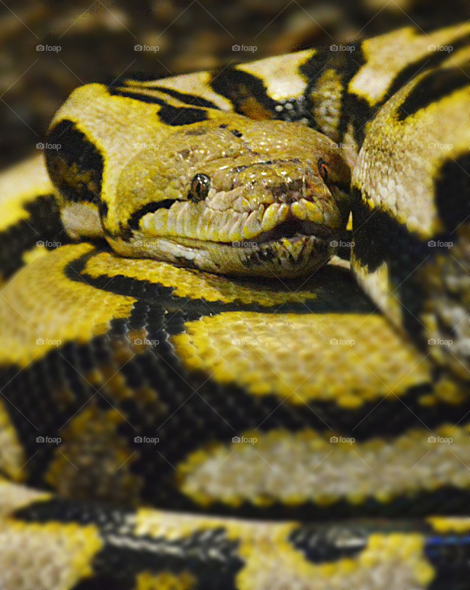 Python