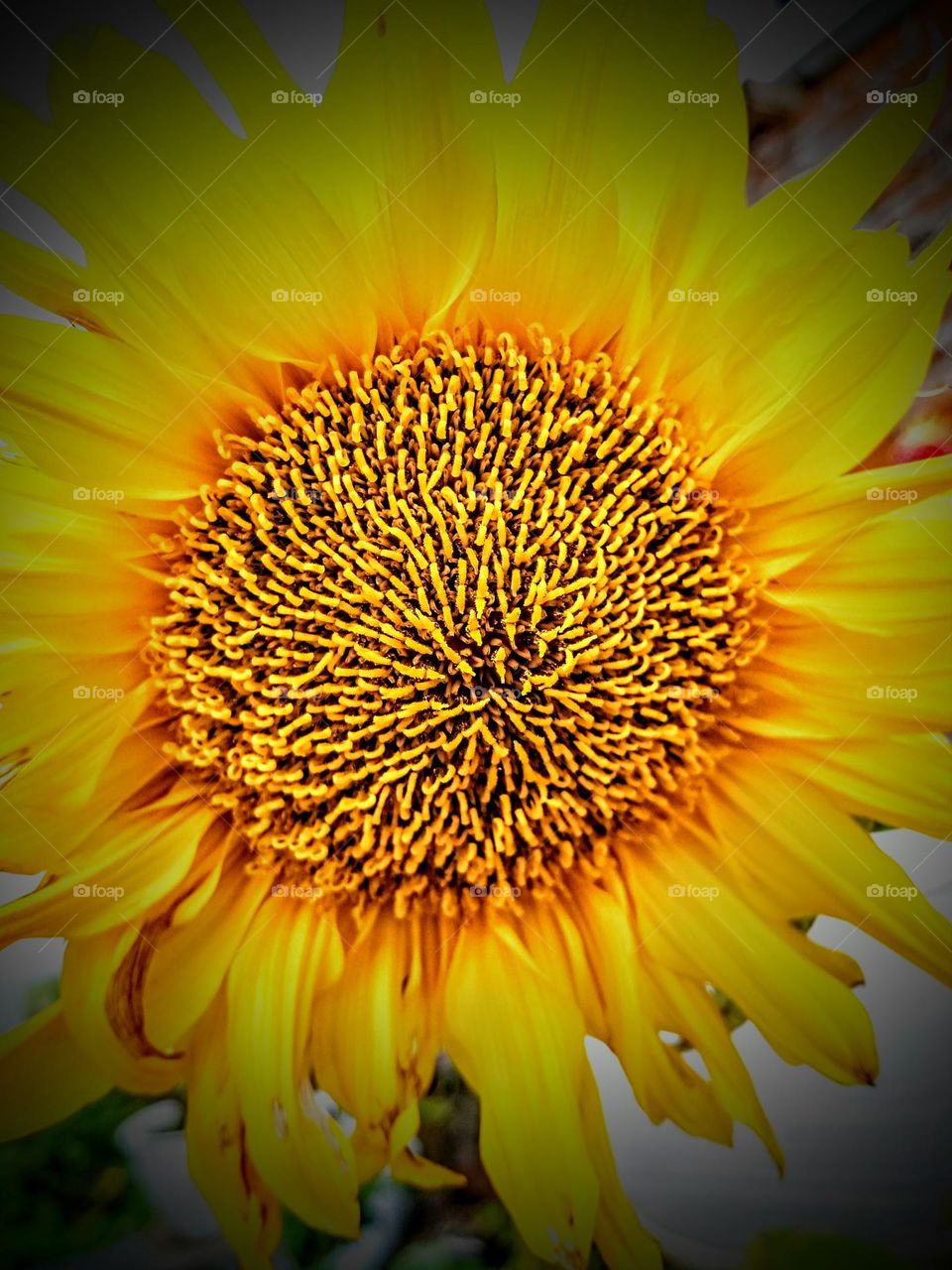 sunflower