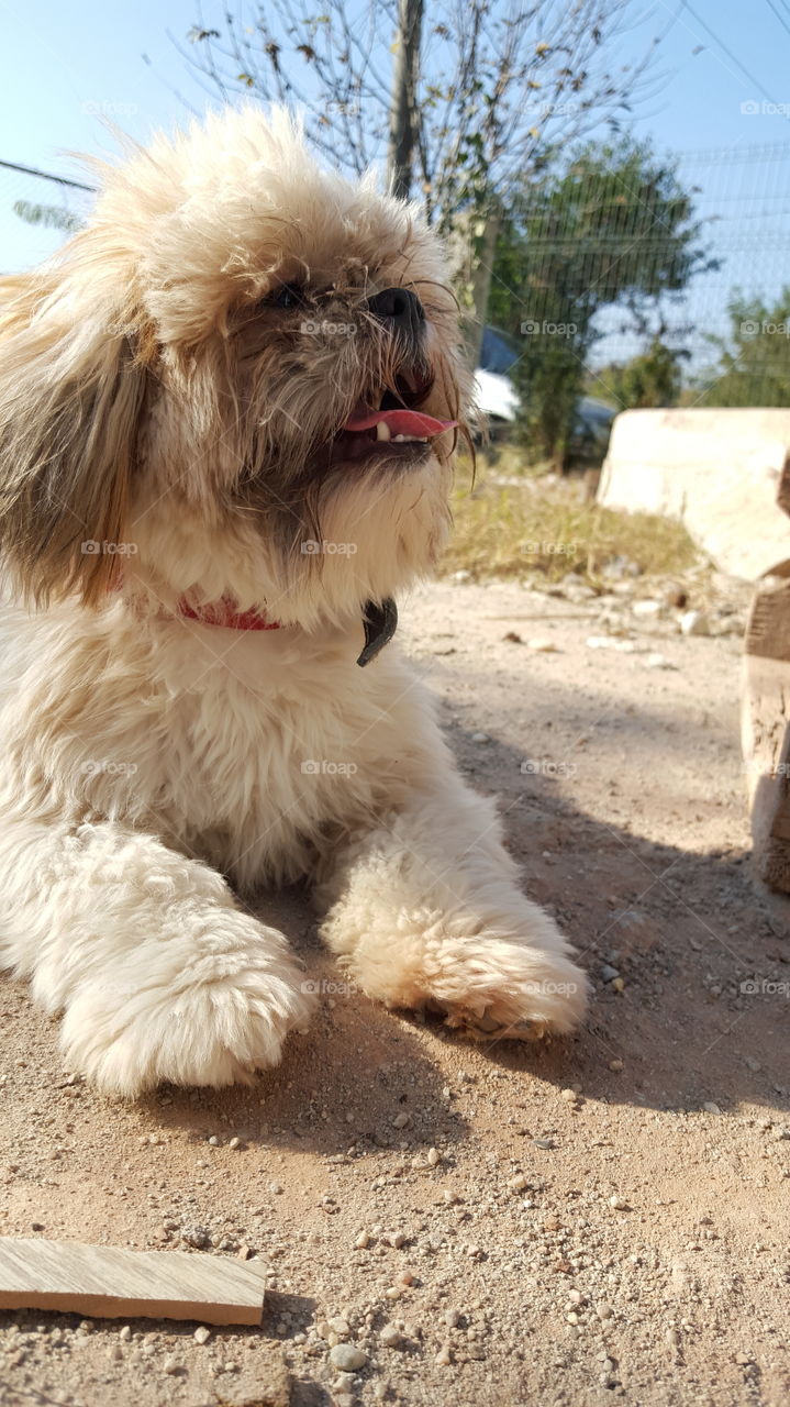 my lovely dog. A sunny day with my dog