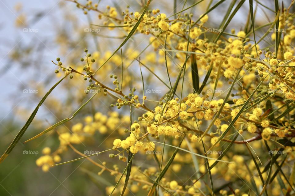 Yellow blooming 