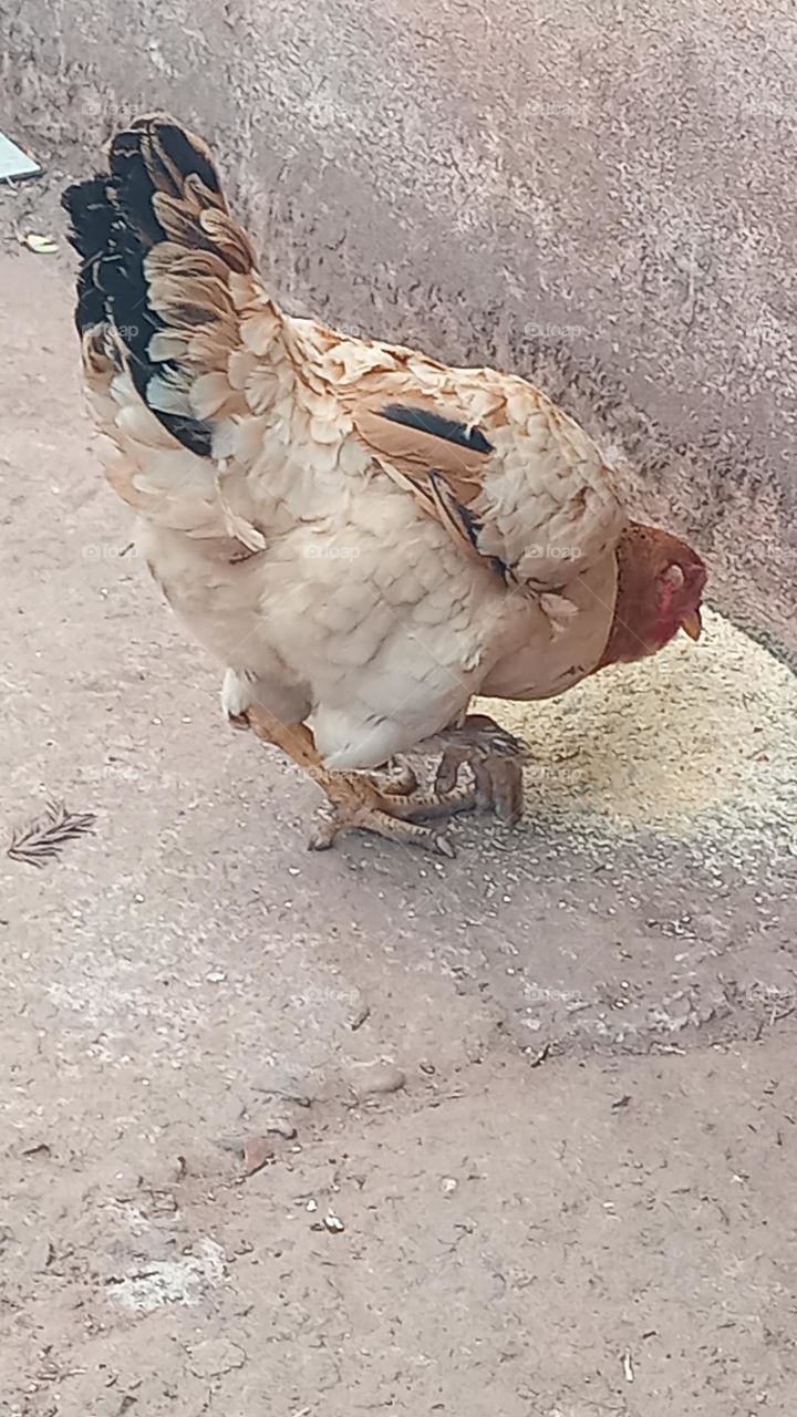 hen