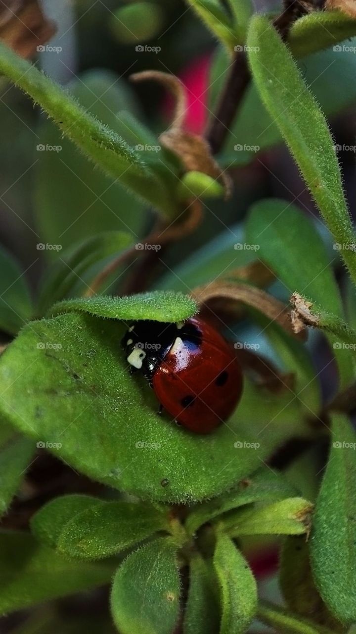 Macro photo of a ladybug on the grass