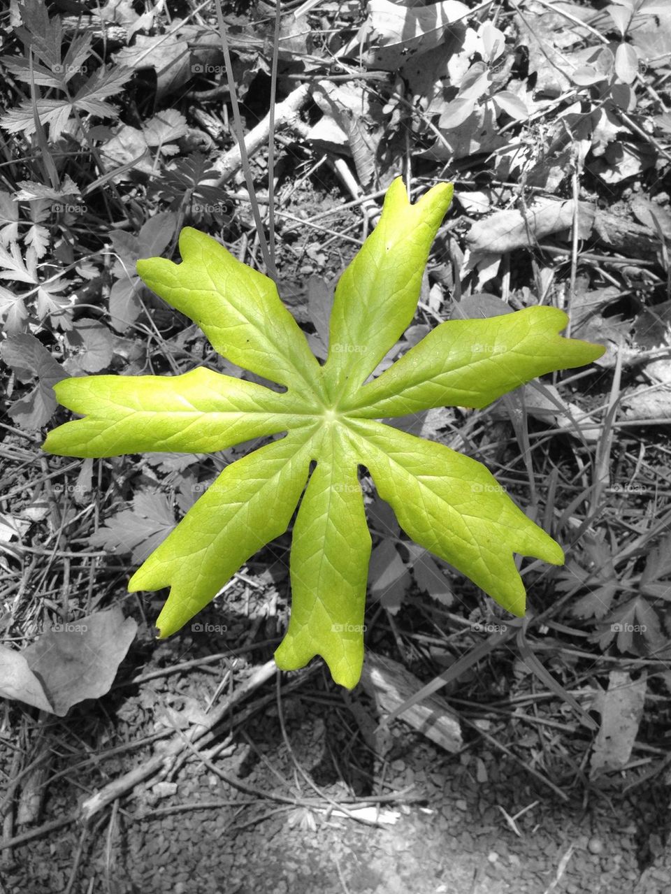7-leaf Shenandoah Wonder