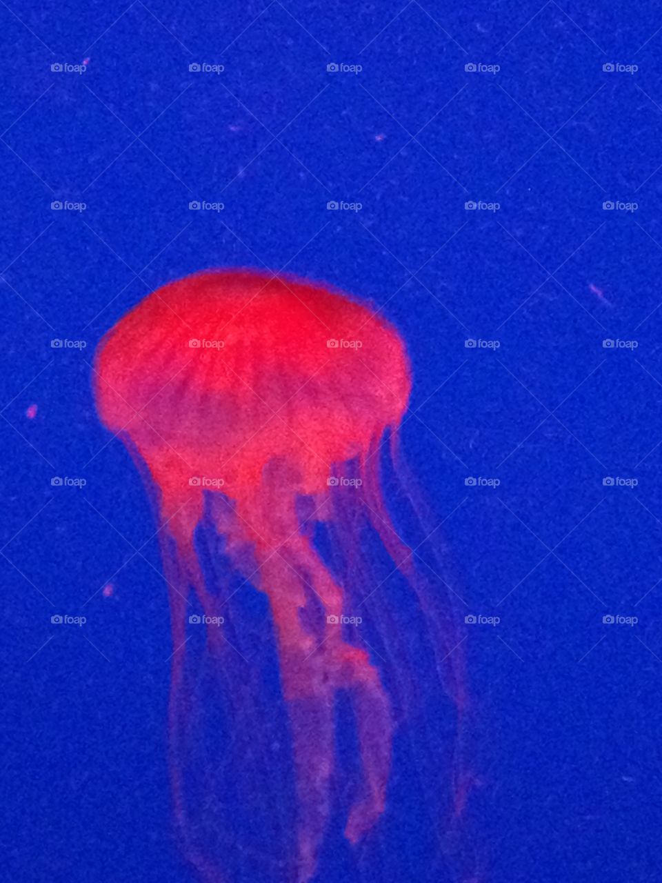 Jellyfish in red