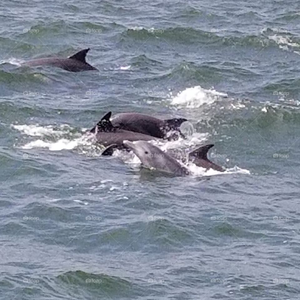 Baby Dolphin off coast of Wildwood NJ