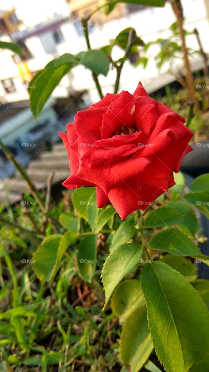 red rose with on sunrises