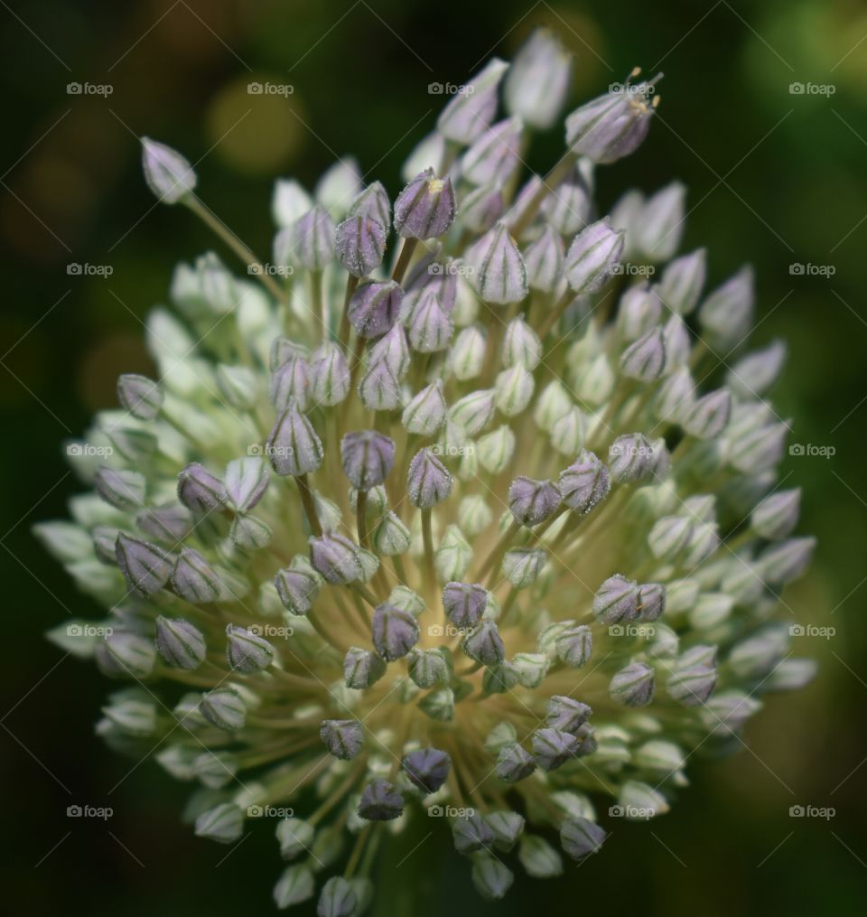 Pretty colorful garlic bloom in nature.
