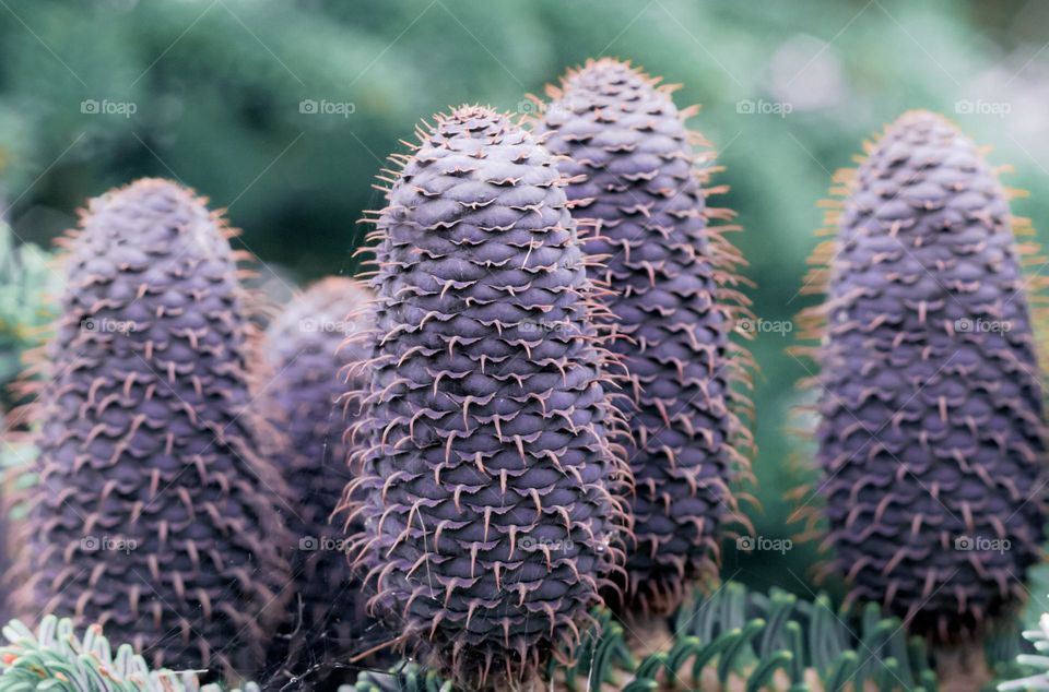 Purple pine cones on a green balsam fir tree