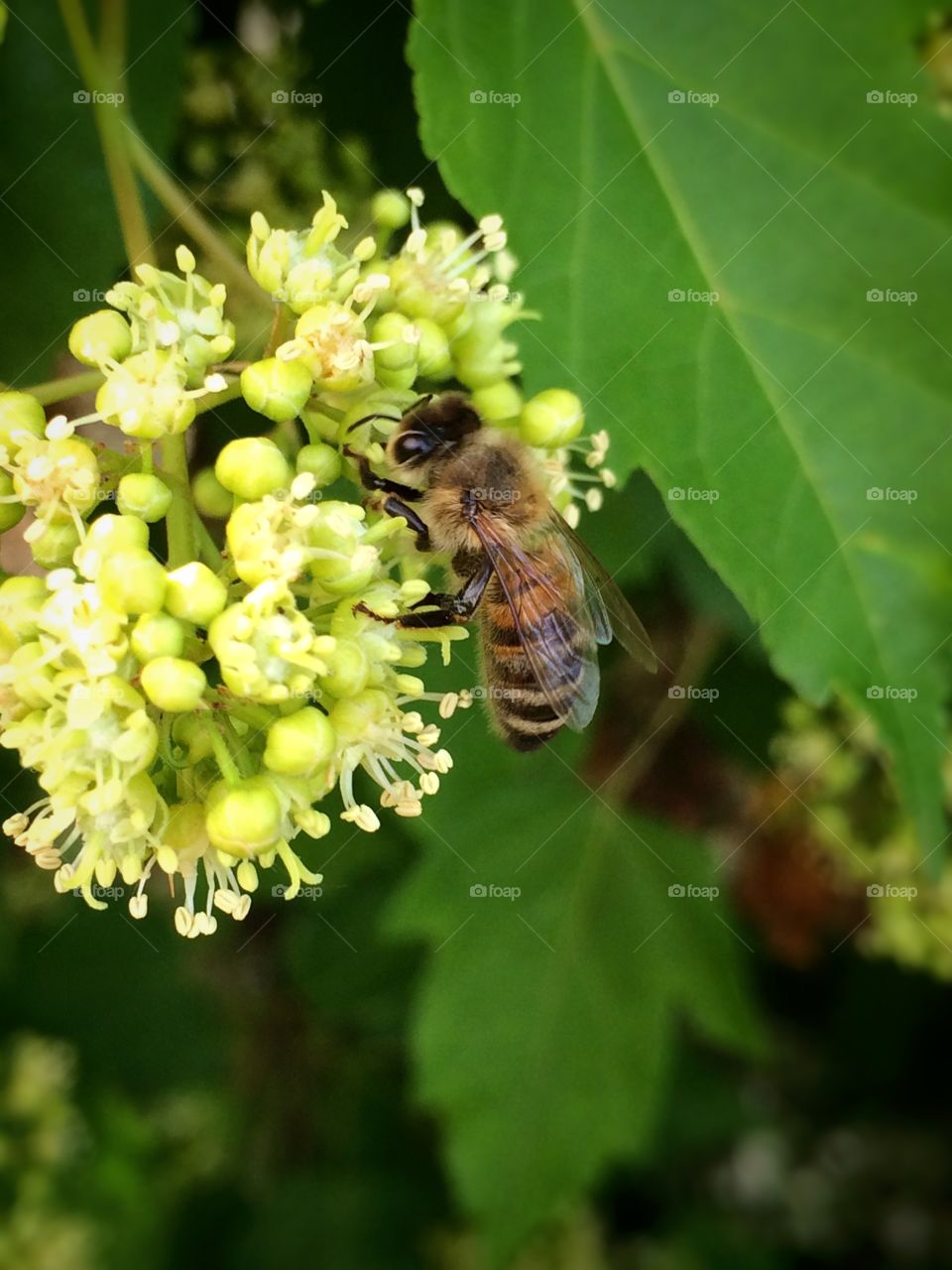 Honey bee on a flower 